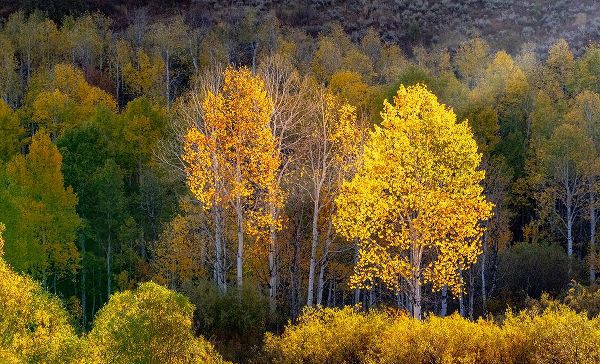 Gulin, Sylvia 아티스트의 USA-Utah-east of Logan on highway 89 and Aspens in fall color with back lighting and sun beam작품입니다.